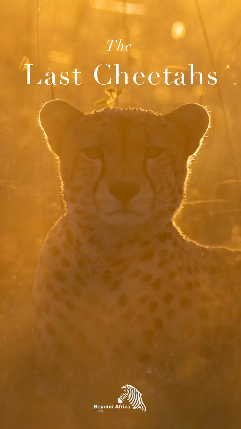 The Last Cheetahs*