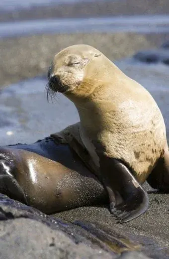 Galápagos, The Enchanted Islands*