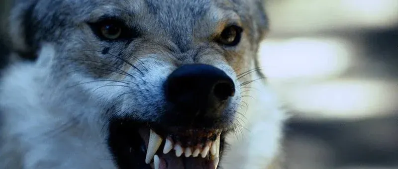 Xpand - Wolfpack