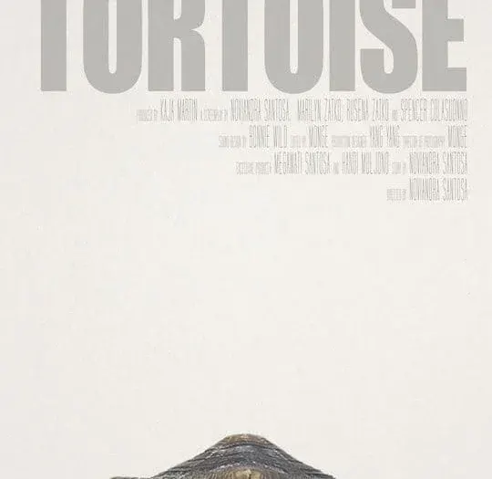 Tortoise*