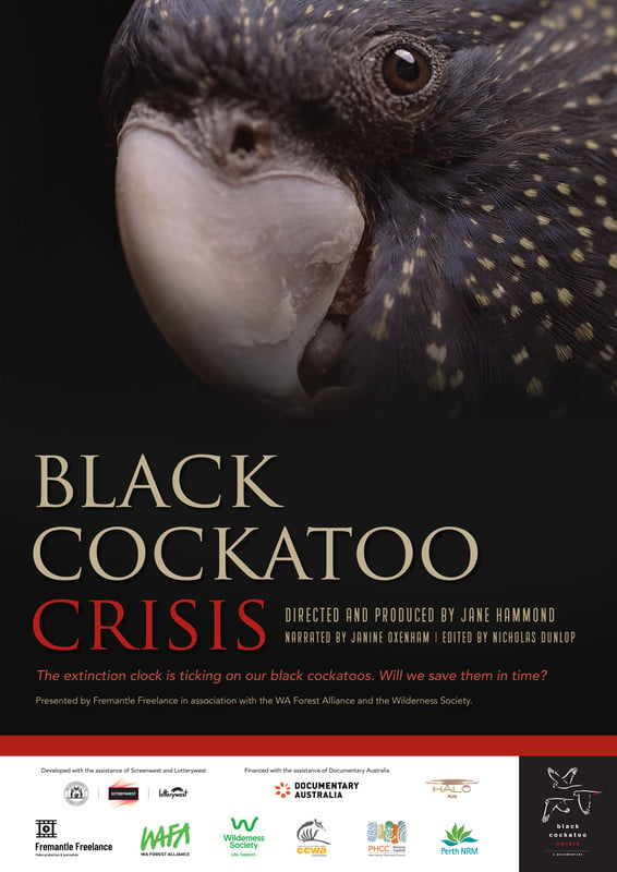 Black Cockatoo Crisis*